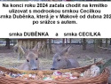 srnky.jpg