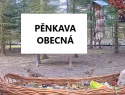 PENKY NET.jpg
